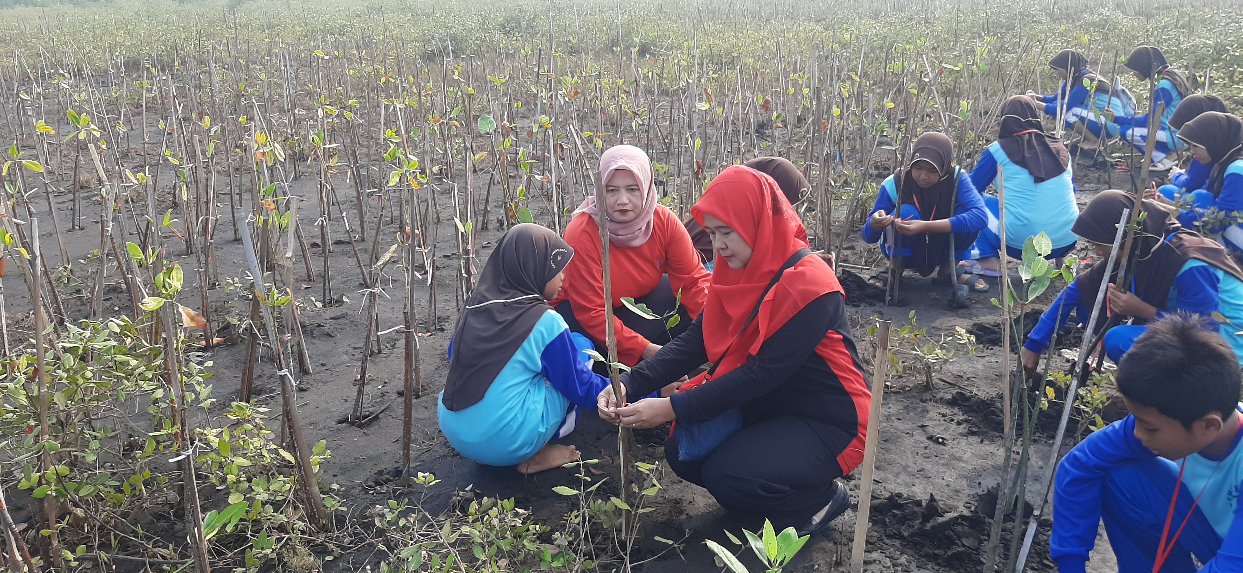 Peringati Hari Habitat 2024; Kader Lingkungan SMPN 7 Probolinggo Tanam Mangrove dengan Semangat